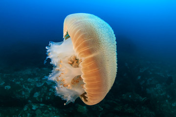 Large Jellyfish (Rhizostoma) floating in a blue, tropical ocean at sunset