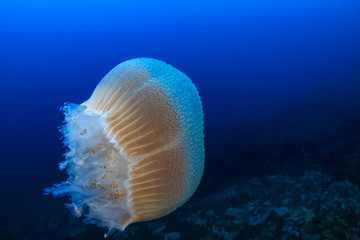 Large Jellyfish (Rhizostoma) floating in a blue, tropical ocean at sunset