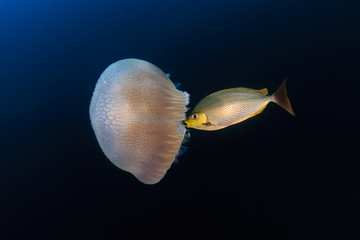 Large Jellyfish (Rhizostoma) floating in a blue, tropical ocean at sunset