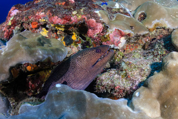 Large Moray Eel hiding on a deep, dark tropical coral reef at dawn