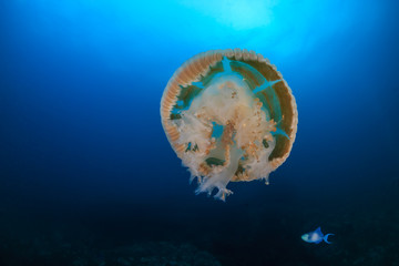 Large Jellyfish (Rhizostoma) floating in a blue, tropical ocean at sunset