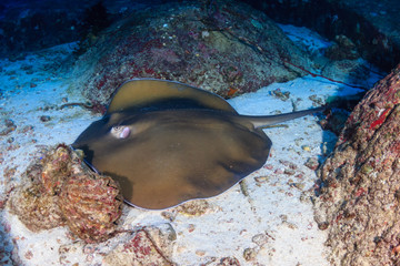 Large Pink Whipray on the sand at Koh Tachai island, Thailand