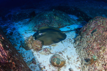 Large Pink Whipray on the sand at Koh Tachai island, Thailand