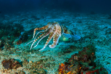 Beautiful Cuttlefish deep on a tropical coral reef (Richelieu Rock, Thailand)