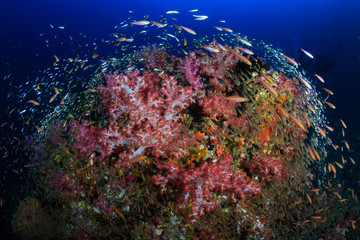 Tropical fish swimming around a beautiful coral reef