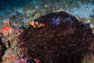 False Clownfish in their host anemone on a coral reef