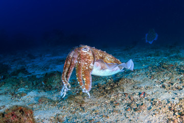 Beautiful Cuttlefish deep on a tropical coral reef (Richelieu Rock, Thailand)