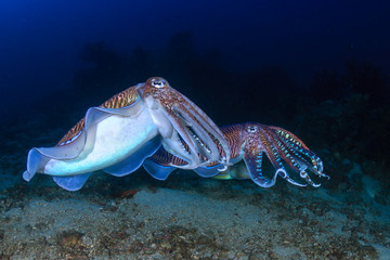 Beautiful Cuttlefish deep on a tropical coral reef (Richelieu Rock, Thailand)