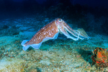 Beautiful Cuttlefish deep on a tropical coral reef (Richelieu Rock, Thailand)