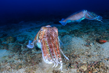 Beautiful Cuttlefish deep on a tropical coral reef (Richelieu Rock, Thailand)