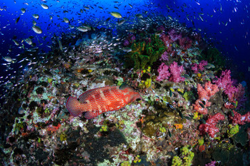 Colorful Coral Grouper swimming over a healthy tropical coral reef in Thailand