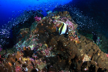 Fototapeta na wymiar A beautful, colorful and healthy tropical coral reef (Richelieu Rock, Thailand)