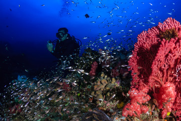 Male SCUBA diver exploring a tropical coral reef in Thailand