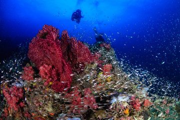 Fototapeta na wymiar SCUBA divers exploring a large, tropical coral reef in Asia