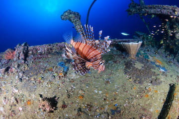 Beautiful colorful Lionfish swimming around an old underwater shipwreck at sunrise