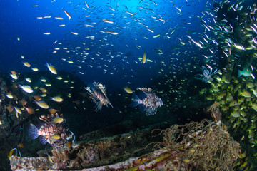 Naklejka na ściany i meble Predatory Lionfish and other tropical fish swim around an underwater shipwreck (Boonsung, Thailand)