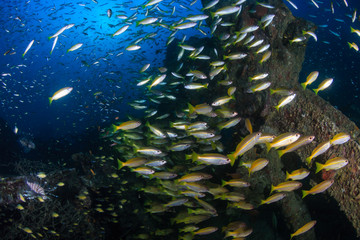 Fototapeta na wymiar Beautiful schools of tropical fish swimming around an old, coral encrusted shipwreck