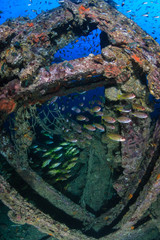 Beautiful schools of tropical fish swimming around an old, coral encrusted shipwreck