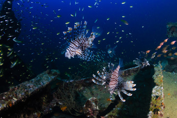 Naklejka na ściany i meble A group of Lionfish hunting around an underwater shipwreck at dawn