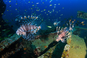 A group of Lionfish hunting around an underwater shipwreck at dawn
