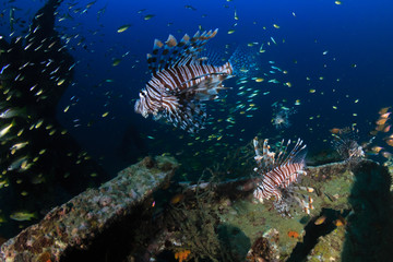 Fototapeta na wymiar A group of Lionfish hunting around an underwater shipwreck at dawn