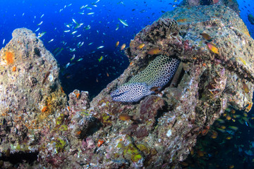 Naklejka na ściany i meble Large Honeycomb Moray Eel on an underwater shipwreck