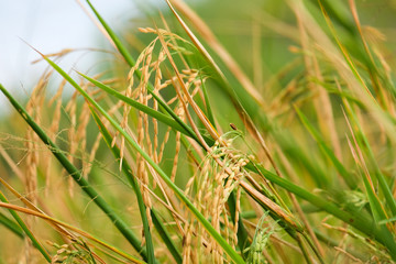 Close up of rice field in chai nat, thailand.