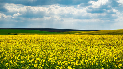 Fototapeta premium Spring colors with rape field