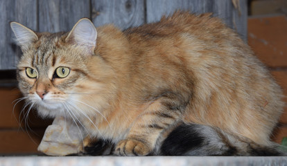 Sibirische Waldkatze