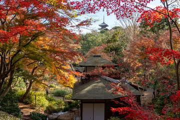 紅葉と三渓園