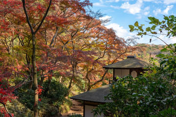 紅葉と三渓園