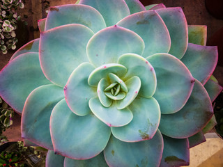 succulent plant, close-up