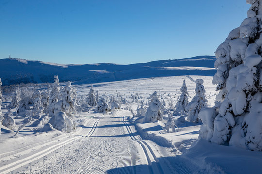 Winter landscape with snow and blue sky in Trysil  municipality, Hedmark county