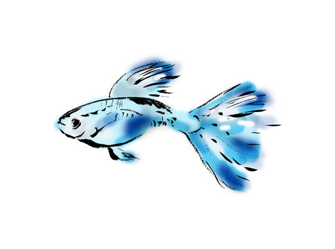 グッピー Images Browse 210 Stock Photos Vectors And Video Adobe Stock