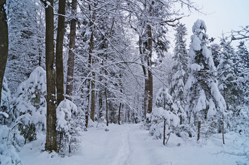 Winter forest covered with white snow on a winter holiday