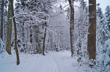 Winter forest covered with white snow on a winter holiday