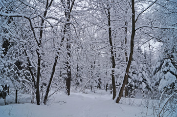 Winter forest covered with white snow on a winter holiday