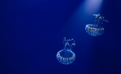 Obraz na płótnie Canvas A pair of white spotted jellyfish floating in blue water with a spotlight shining down from above