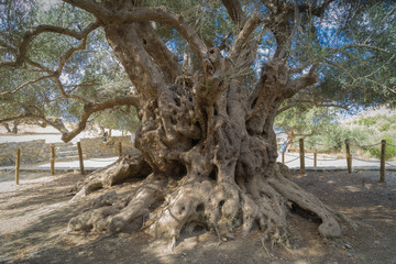 Agios Nikolaos, Crete - 09 29 2018: The millenary olive tree of Kavousi