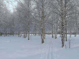 Fototapeta na wymiar Winter landscape with snow covered trees