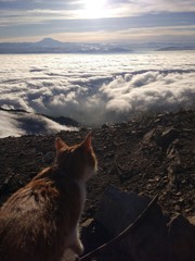 Cat looks at the mountains