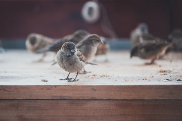 Sweet little sparrows eat seeds from the table