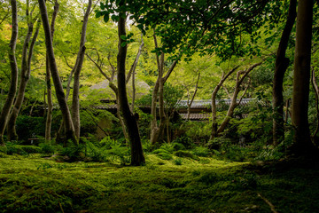 秋を待つ庭園