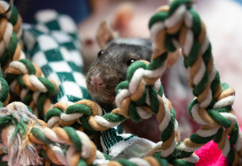 cute pet rat in his bed