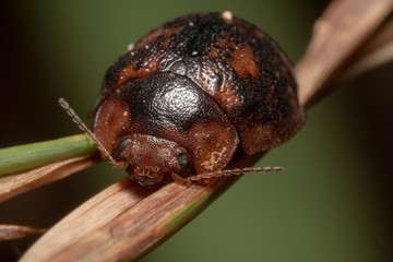 Gum Nut Leaf Beetle sitting on a branch, side view with green and black background