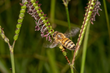 Honey bee flying towards a flower for a feed, it is frozen mid flight with beautiful background