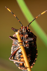 Common gum tree shield bug also known as Stink Bug on a stick with colourful background, aligned...