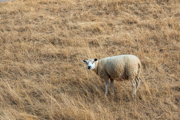 Sheep looking curiously at the photographer
