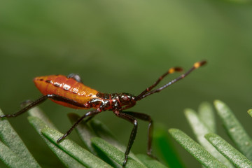 Milkweed-Assassin-Bug, Insect predator shot from the side with beautiful green background