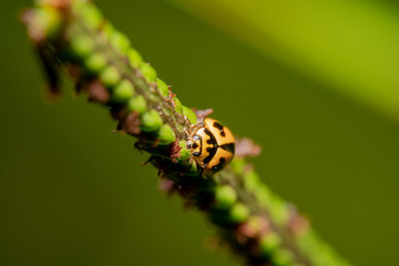 Yellow and black spot ladybug walking on a plant aligned diagonally with green background 